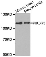 Western blot analysis of extracts of various cell lines, using PIK3R3 antibody.