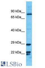 PIK3R3 / p85 Gamma antibody Western Blot of MCF7. Antibody dilution: 1 ug/ml.