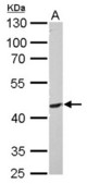 PIK3R3 antibody detects PIK3R3 protein by Western blot analysis. A. 30 ug PC-12 whole cell lysate/extract. 10 % SDS-PAGE. PIK3R3 antibody dilution:1:1000