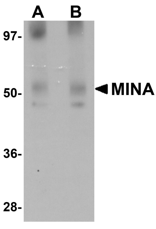 Western blot analysis of MINA in human heart tissue lysate with MINA antibody at (A) 1 and (B) 2 ug/ml.