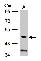 Sample (30g whole cell lysate). A: A431. 7.5% SDS PAGE. PIK3R3 / p85 gamma antibody diluted at 1:1000