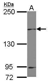Sample (30 ug of whole cell lysate) A: U87-MG 5% SDS PAGE MINK1 / MAP4K6 antibody diluted at 1:1000