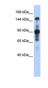 MINK1 / MAP4K6 antibody LS-C109705 Western blot of Transfected 293T cell lysate.