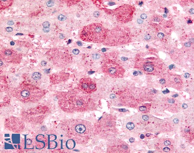 Anti-MINK1 / MINK antibody IHC of human liver. Immunohistochemistry of formalin-fixed, paraffin-embedded tissue after heat-induced antigen retrieval.