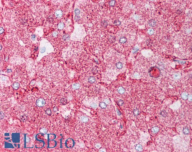 Anti-MINK1 / MAP4K6 antibody LS-A7408 IHC of human liver. Immunohistochemistry of formalin-fixed, paraffin-embedded tissue after heat-induced antigen retrieval.