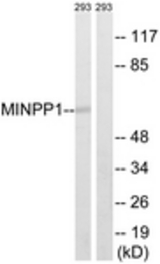 Western blot of extracts from 293 cells, using MINPP1 Antibody. The lane on the right is treated with the synthesized peptide.