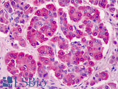 Anti-PILRB antibody IHC of human pancreas. Immunohistochemistry of formalin-fixed, paraffin-embedded tissue after heat-induced antigen retrieval. Antibody LS-B3712 concentration 3 ug/ml.
