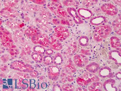 Anti-PILRB antibody IHC of human kidney. Immunohistochemistry of formalin-fixed, paraffin-embedded tissue after heat-induced antigen retrieval. Antibody LS-B3712 concentration 3 ug/ml.