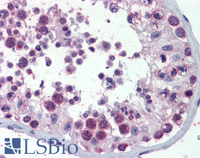 Anti-PILRB antibody IHC of human testis. Immunohistochemistry of formalin-fixed, paraffin-embedded tissue after heat-induced antigen retrieval. Antibody LS-B3712 concentration 3 ug/ml.