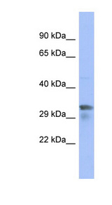 PIM1 antibody LS-C111907 Western blot of 293T cell lysate.