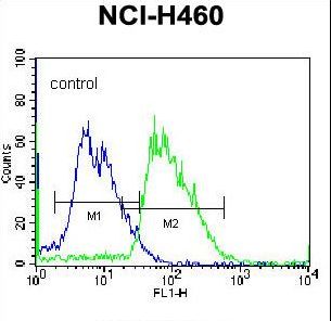 MINPP1 Antibody flow cytometry of NCI-H460 cells (right histogram) compared to a negative control cell (left histogram). FITC-conjugated donkey-anti-rabbit secondary antibodies were used for the analysis.