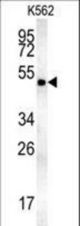 MINPP1 Antibody western blot of K562 cell line lysates (35 ug/lane). The MINPP1 antibody detected the MINPP1 protein (arrow).