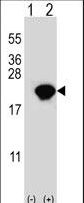 Western blot of PIN1 (arrow) using rabbit polyclonal PIN1 Antibody. 293 cell lysates (2 ug/lane) either nontransfected (Lane 1) or transiently transfected (Lane 2) with the PIN1 gene.