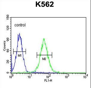 MINPP1 Antibody flow cytometry of K562 cells (right histogram) compared to a negative control cell (left histogram). FITC-conjugated goat-anti-rabbit secondary antibodies were used for the analysis.