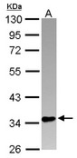 Sample (30 ug of whole cell lysate) A: A549 10% SDS PAGE PINX1 antibody diluted at 1:1000