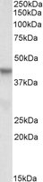 PINX1 antibody (0.3 ug/ml) staining of HepG2 lysate (35 ug protein in RIPA buffer). Primary incubation was 1 hour. Detected by chemiluminescence.
