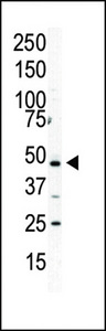 Western blot of anti-PIP5K2A antibody in HL60 cell lysate. PIP5K2A (arrow) was detected using purified antibody. Secondary HRP-anti-rabbit was used for signal visualization with chemiluminescence.