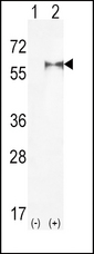 Western blot of PIP5K1A (arrow) using rabbit polyclonal hPIP5K1A-R34. 293 cell lysates (2 ug/lane) either nontransfected (Lane 1) or transiently transfected (Lane 2) with the PIP5K1A gene.