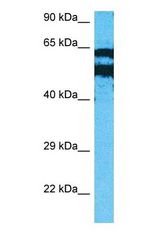 Western blot of PIP5K1A Antibody with human MCF7 Whole Cell lysate.