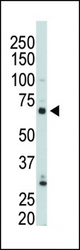 The anti-PIP5K1G antibody is used in Western blot to detect PIP5K1G in 293 cell lysate.
