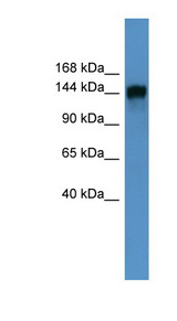 PITPNM1 / NIR2 antibody LS-C135617 Western blot of Fetal Heart lysate.