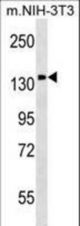PITPNM1 Antibody western blot of mouse NIH-3T3 cell line lysates (35 ug/lane). The PITPNM1 antibody detected the PITPNM1 protein (arrow).