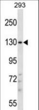 PITPNM2 Antibody western blot of 293 cell line lysates (35 ug/lane). The PITPNM2 antibody detected the PITPNM2 protein (arrow).