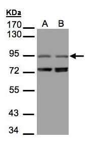 Sample (30 ug of whole cell lysate). A:293T, B: Raji. 7.5% SDS PAGE. PITPNM3 antibody diluted at 1:1500