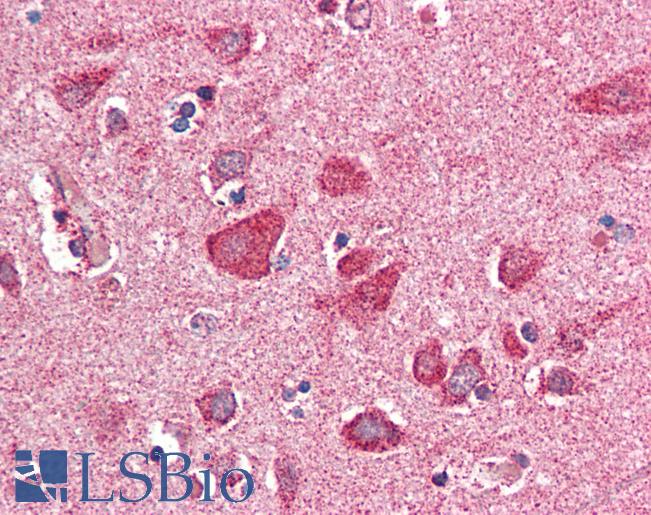 Anti-PITPNM3 / NIR1 antibody IHC of human brain, cortex. Immunohistochemistry of formalin-fixed, paraffin-embedded tissue after heat-induced antigen retrieval. Antibody LS-B2292 concentration 5 ug/ml.