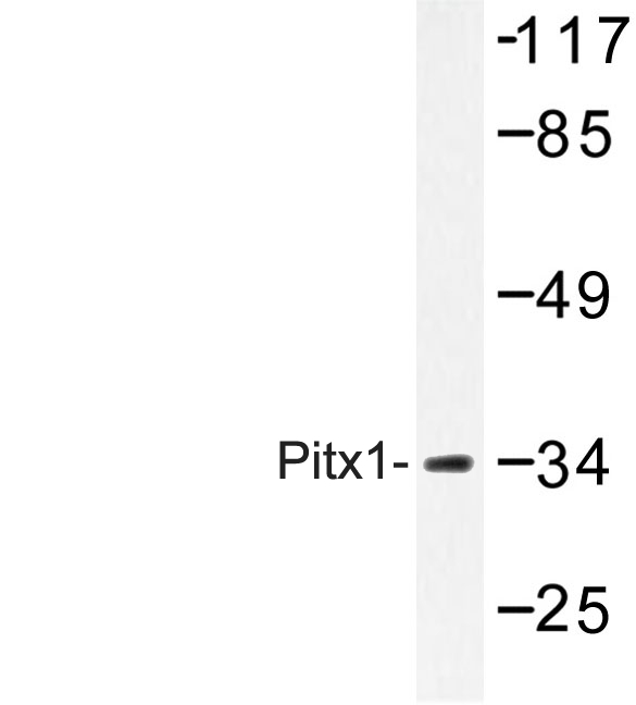 Western blot of Pitx1 (E130) pAb in extracts from Jurkat cells.