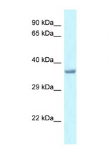 PITX1 antibody LS-C145530 Western blot of Rat Liver lysate. Antibody concentration 1 ug/ml.