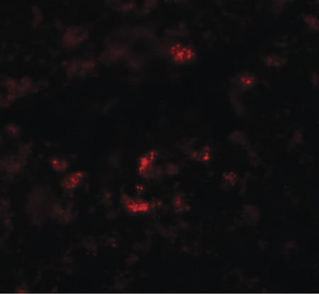 Immunofluorescence of PIWI-L1 in rat liver tissue with PIWI-L1 antibody at 20 ug/ml.