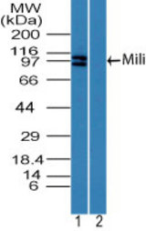 Western blot of Mili in mouse embryo testis lysate in the 1) absence and 2) presence of immunizing peptide using LS-C148690 at2 ug/ml. Goat anti-rabbit Ig HRP secondary antibody, and PicoTect ECL substrate solution, were used for this test.