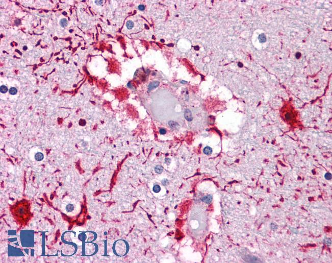 Anti-PIWIL2 antibody IHC of human brain, cortex. Immunohistochemistry of formalin-fixed, paraffin-embedded tissue after heat-induced antigen retrieval. Antibody LS-B4730 concentration 5 ug/ml.