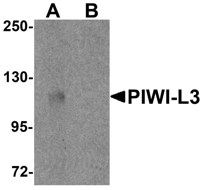 Western blot analysis of PIWI-L3 in 3T3 cell lysate with PIWI-L3 antibody at 1 ug/ml in (A) the absence and (B) the presence of blocking peptide.