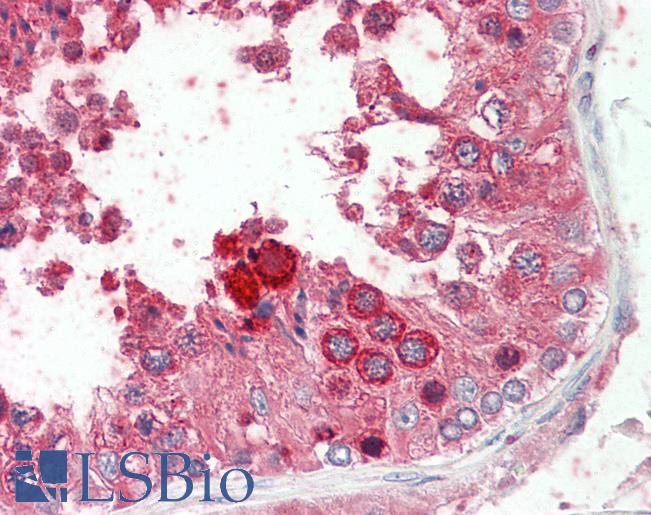 Anti-PK2 / PROK2 antibody IHC staining of human testis. Immunohistochemistry of formalin-fixed, paraffin-embedded tissue after heat-induced antigen retrieval.
