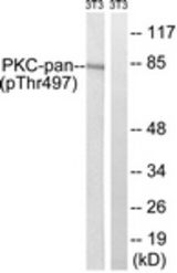 Western blot of extracts from NIH-3T3 cells treated with PMA 250ng/ml 15', using PKC-pan (Phospho-Thr497) Antibody. The lane on the right was incubated with synthetic peptide.