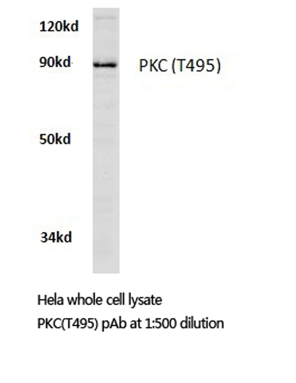 Western blot of PKC-pan (T495) pAb in extracts from HeLa cells.