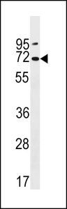 PKD2L2 Antibody western blot of NCI-H460 cell line lysates (35 ug/lane). The PKD2L2 antibody detected the PKD2L2 protein (arrow).
