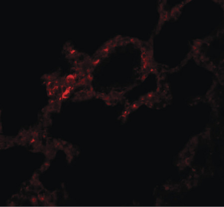 Immunofluorescence of VLK in rat lung tissue with VLK antibody at 5 ug/ml.