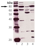 Western blot: Lane 1: MW marker, Lane 2: HeLa cell lysate, Lane 3: Rat brain tissue extract, Lane 4: MDBK cell lysate.