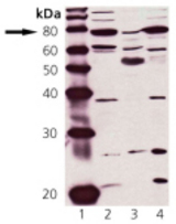 Western blot: Lane 1: MW marker, Lane 2: HeLa cell lysate, Lane 3: Rat brain tissue extract, Lane 4: MDBK cell lysate.