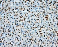 IHC of paraffin-embedded pancreas tissue using anti-PRKG1 mouse monoclonal antibody. (Dilution 1:50).