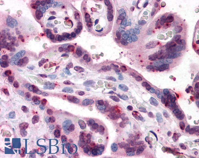 Anti-PRKG1 / CGKI antibody IHC of human placenta. Immunohistochemistry of formalin-fixed, paraffin-embedded tissue after heat-induced antigen retrieval. Antibody LS-B4398 concentration 5 ug/ml.
