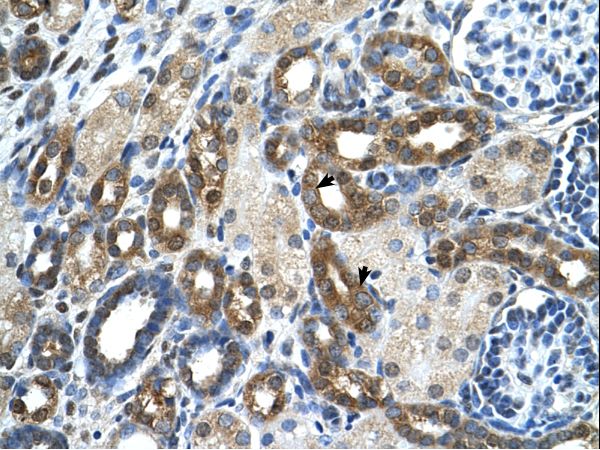 PKLR antibody LS-C80451 was used in IHC to stain formalin-fixed, paraffin-embedded human kidney.