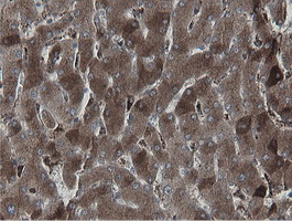 IHC of paraffin-embedded Human liver tissue using anti-MIPEP mouse monoclonal antibody.
