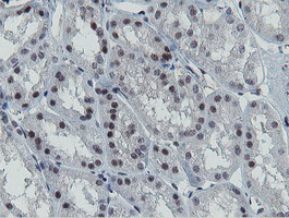 IHC of paraffin-embedded Human Kidney tissue using anti-MIPEP mouse monoclonal antibody.