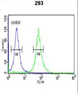 PKM2 (N-term E131) Antibody flow cytometry of 293 cells (right histogram) compared to a negative control cell (left histogram). FITC-conjugated goat-anti-rabbit secondary antibodies were used for the analysis.