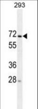 MIPEP Antibody western blot of 293 cell line lysates (35 ug/lane). The MIPEP antibody detected the MIPEP protein (arrow).