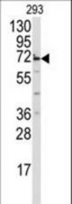 Western blot of anti-MIPEP Antibody in 293 cell line lysates (35 ug/lane). MIPEP (arrow) was detected using the purified antibody.